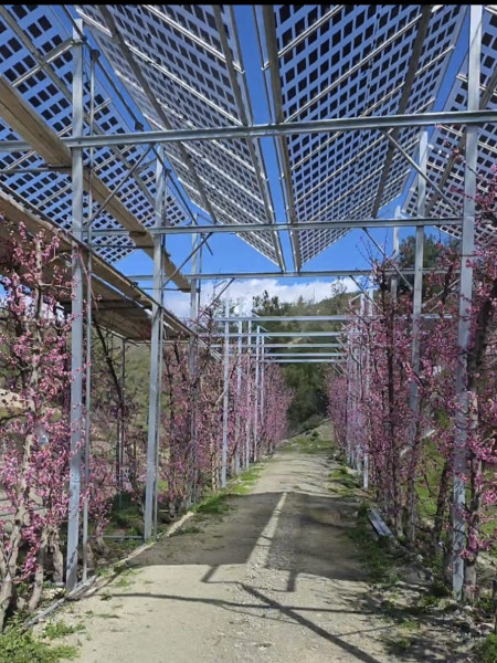 agrivoltaics-above-nectarines-in-cyprus-2.jpg