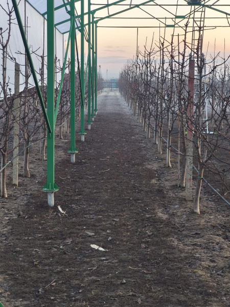 microclimate-stabilization-in-agrivoltaic-orchards.jpg