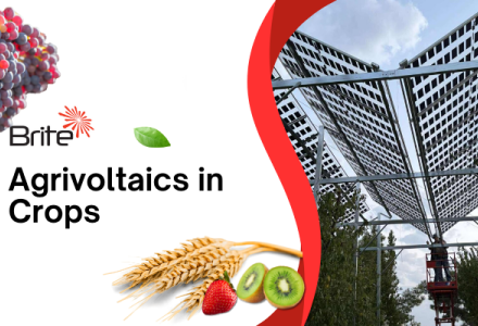 Agrivoltaics applied in Dutch agriculture