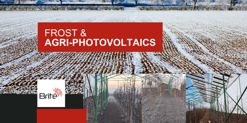 Agrivoltaic structures create a protective layer above crops, supporting more stable growing conditions during frost events.