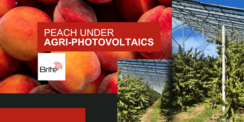 Photovoltaics in the fields of Europe by Brite Solar, SolarHub project for sustainable agriculture