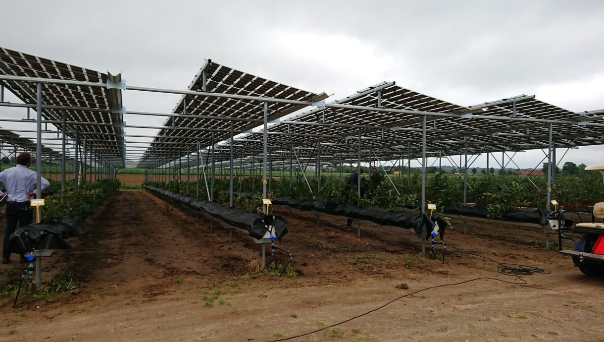 How a Dutch blueberry pilot proves that agri-PV can protect crops, save water and generate clean energy